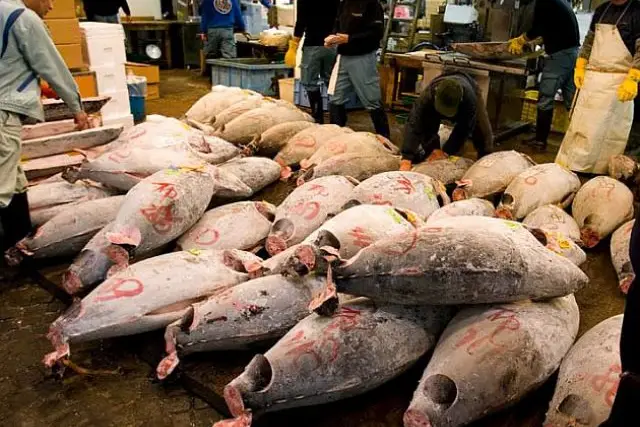Photo of bluefin tuna at Tsukiji Market in Tokyo courtesy Tien Mao.